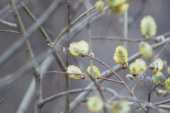 Salix caprea