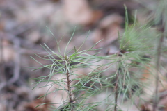 Pinus sylvestris