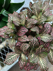 Fittonia