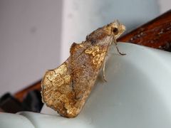 Plusiodonta arctipennis