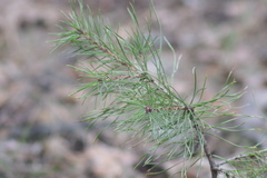 Pinus sylvestris
