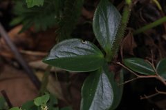 Peperomia san-joseana image