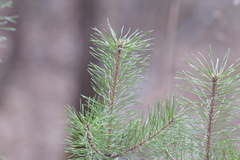 Pinus sylvestris