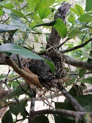 Columbina talpacoti
