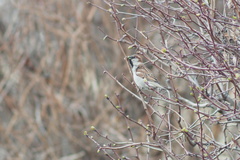 Passer domesticus