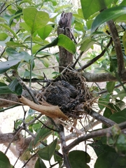 Columbina talpacoti