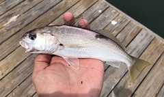 Genyonemus lineatus