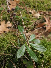 Chimaphila umbellata cisatlantica