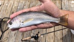 Genyonemus lineatus
