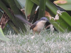 Prinia socialis