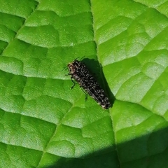 Dismorpha
