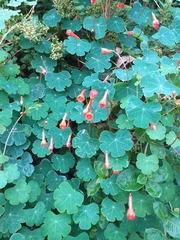 Tropaeolum tuberosum