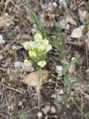 Triphysaria versicolor