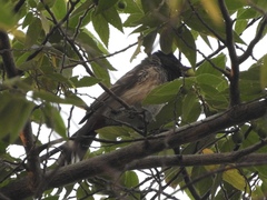 Pycnonotus cafer