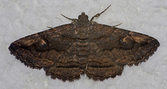 Zaleops umbrina