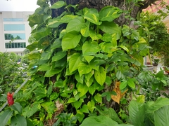Epipremnum