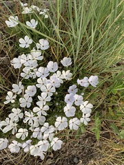 Phlox missoulensis