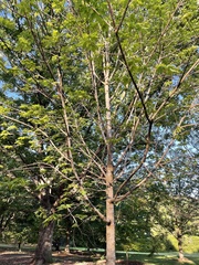 Gleditsia triacanthos inermis