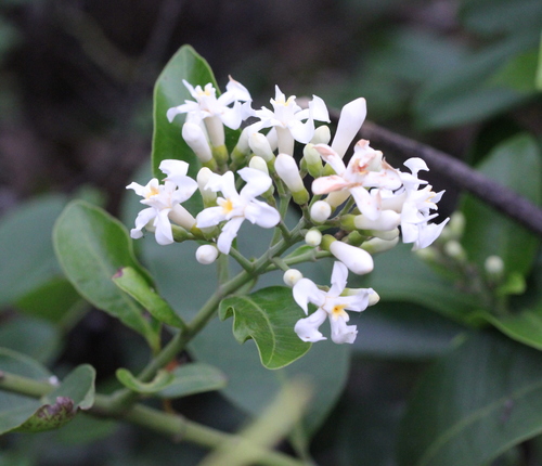 Image of Mountain Orange (Melodinus suaveolens) by no rights reserved
