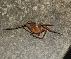 Curicaberis culiacan