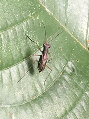 Odontochilina