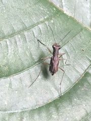 Odontochilina