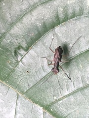 Odontochilina