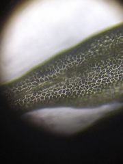 Aulacomnium palustre