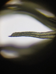 Aulacomnium palustre