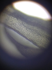 Aulacomnium palustre