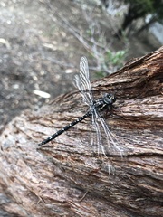 Austroaeschna parvistigma