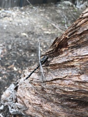 Austroaeschna parvistigma