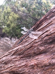 Austroaeschna parvistigma