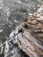 Austroaeschna parvistigma
