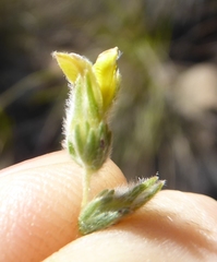 Aspalathus ericifolia ericifolia
