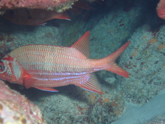 Sargocentron tiere