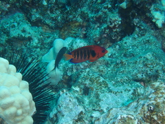 Centropyge loriculus