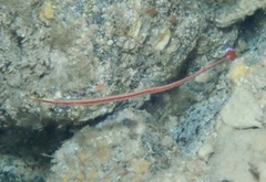 Dunckerocampus baldwini