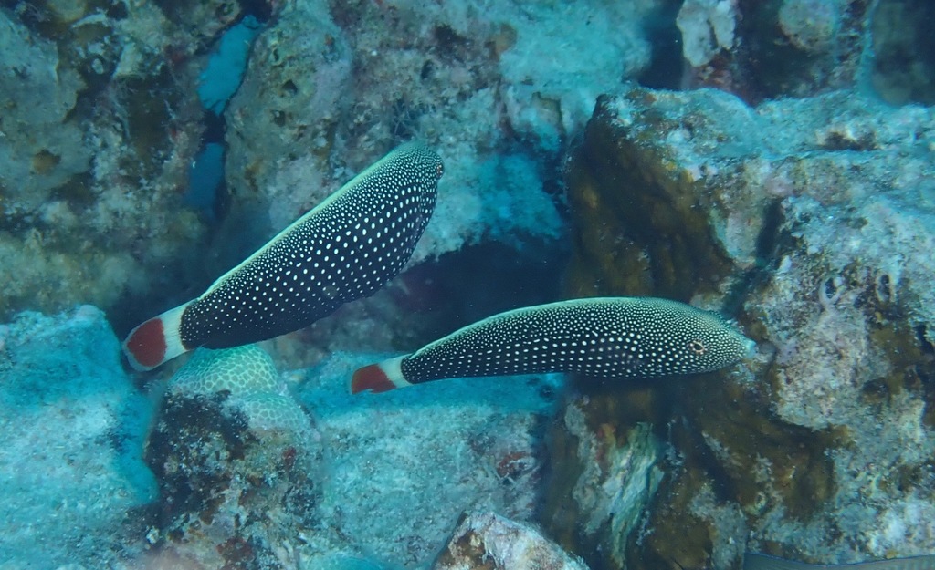 Psychedelic Wrasse