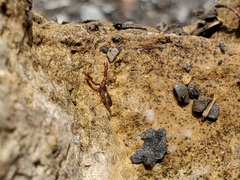 Hesperochernes mirabilis