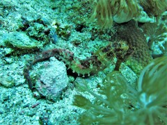 Hippocampus kelloggi
