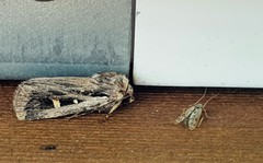 Proteuxoa chrysospila