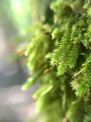 Eurhynchiastrum pulchellum