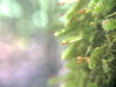 Eurhynchiastrum pulchellum