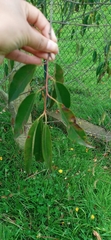 Magnoliopsida
