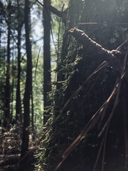 Eurhynchiastrum pulchellum