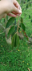 Magnoliopsida