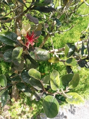 Feijoa sellowiana