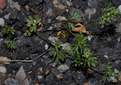 Ammoselinum butleri