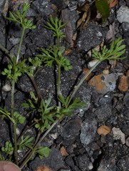 Ammoselinum butleri